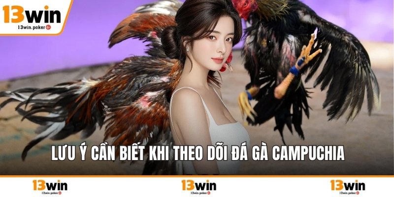 Lưu ý cần biết khi theo dõi đá gà Campuchia