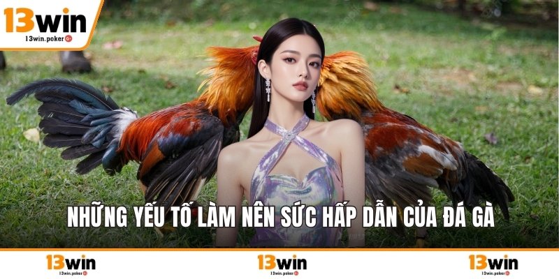 Những yếu tố làm nên sức hấp dẫn của đá gà