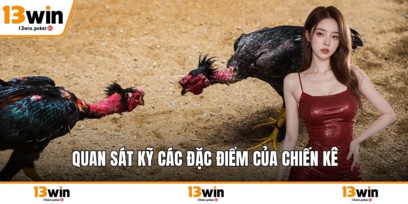 Quan sát kỹ các đặc điểm của chiến kê